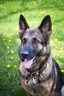 Svensk politis første DNA-hund, Ellie. Foto; Stockholmspolisens Hundenhet.