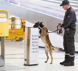 Efterfrågan på sökhundar för explosiva ämnen, även kallade EDD-ekipage har ökat i takt med samhällets sårbarhet.