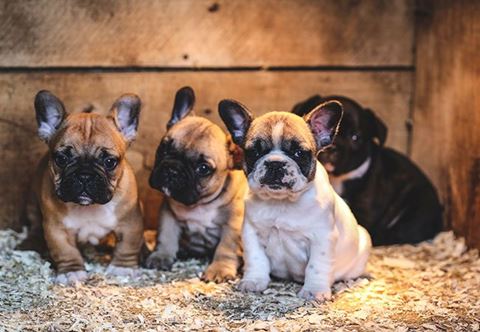Sagen omhandler ulovlig import og handel med over 100 importerede hvalpe af racen fransk bulldog og er efterforsket af Sydøstjyllands Politis Specialiserede Dyrevelfærdsenhed. 